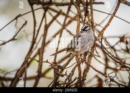 Weiß – Crowned Sparrow mit Kopf gedreht auf einem Ast Stockfoto