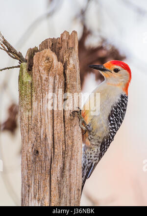 Rotbauch-Specht an einem gebrochenen Baum Stockfoto