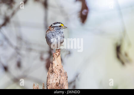 Weiß – Crowned Sparrow mit Kopf gedreht auf einem Ast Stockfoto