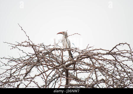 Red-billed Horn Bill Vogel sitzt in einem dornigen Baum im Krüger National Park, Südafrika Stockfoto