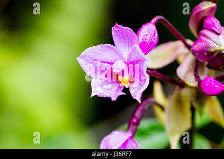 Philippine Orchidee (Spathoglottis Plicata), eine Orchideen-Arten wachsen in Hawaii Volcanoes National Park auf Big Island, Hawaii, USA. Stockfoto