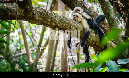 Ein paar weiße konfrontiert Kapuziner auf einem Ast, Costa Rica. Stockfoto