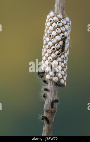 Wolfsmilch-Ringelspinner, Wolfsmilchringelspinner, Wolfsmilchspinner, Raupe, Raupen, Räupchen, Eiraupe Schlüpfen aus Ei, Eier, Eigelege, Schlupf, Mala Stockfoto