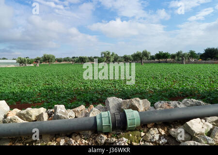 Das große Feld der Plantage von Kartoffeln, die in Apulien land wachsende Zeit bis zum Frühjahr. Stockfoto