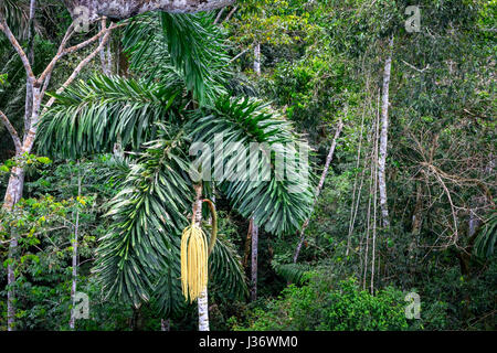 Foto von oben: Großaufnahme des Dschungels (Manu Nationalpark in Peru) Stockfoto