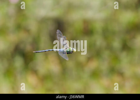 Männlich-Kaiser Libelle (Anax Imperator) hawking und patrouillieren in seinem Hoheitsgebiet. Stockfoto