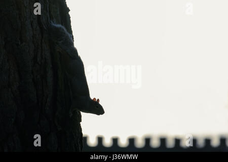 Silhouette der grauen Eichhörnchen (Sciurus Carolinensis) klettern anhänglichen kopfüber am Baumstamm mit Zaun und weißen Hintergrund Stockfoto