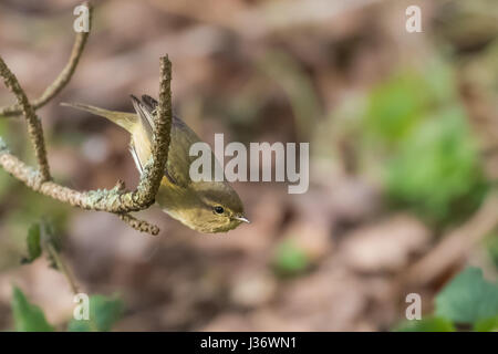 Zilpzalp (Phylloscopus Collybita) Futter für Insekten im Gestrüpp Stockfoto