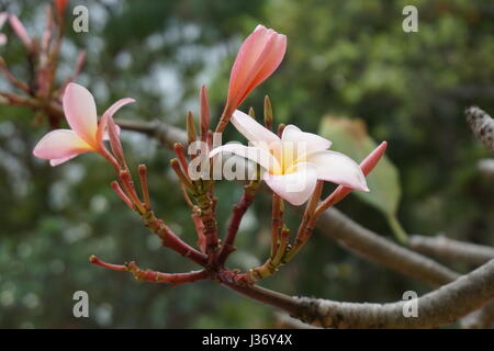 Frangipani-Blüten Stockfoto