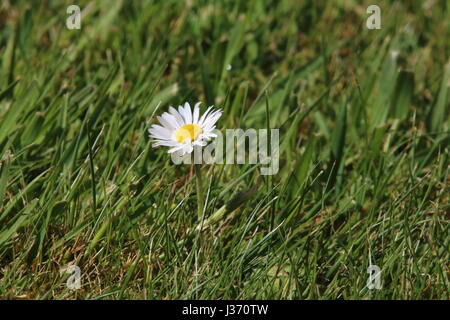 Einer einzigen täglichen mitten in einem grünen Rasen Stockfoto
