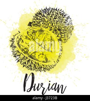 Vektor-Illustration, Musang König Durian Stock Vektor