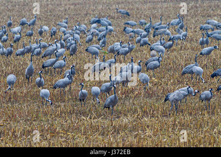 Kranich / eurasischen Kraniche (Grus Grus) flock auf Nahrungssuche im Stoppelfeld im Herbst, Deutschland Stockfoto