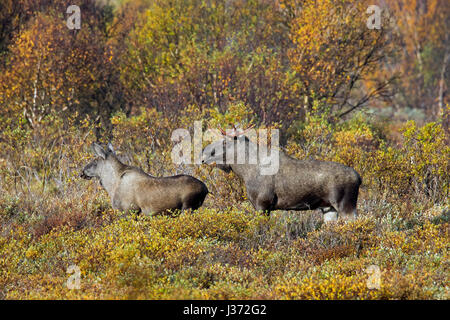 Junger Stier Elch (Alces Alces) und juvenile Männchen Nahrungssuche in Heide im Herbst, Scandinavia Stockfoto