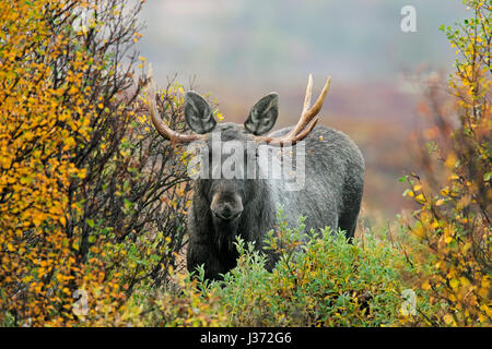 Junger Stier Elch (Alces Alces) mit kleinen Geweih auf Nahrungssuche im Moor mit Weiden im Herbst, Scandinavia Stockfoto