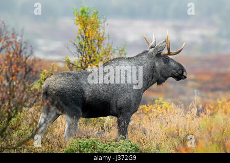 Junger Stier Elch (Alces Alces) mit kleinen Geweih auf Nahrungssuche in Heide im Herbst, Scandinavia Stockfoto