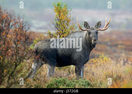 Junger Stier Elch (Alces Alces) mit kleinen Geweih auf Nahrungssuche in Heide im Herbst, Scandinavia Stockfoto