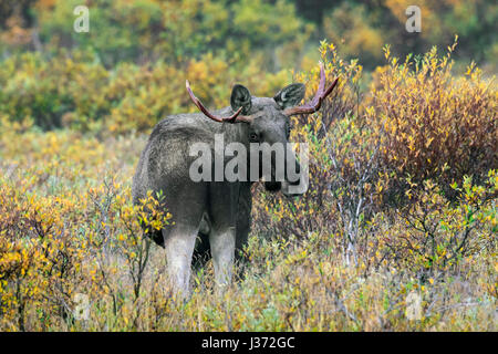 Junger Stier Elch (Alces Alces) mit kleinen Geweih Nahrungssuche unter Weide Sträucher im Moor im Herbst, Scandinavia Stockfoto