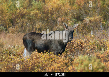 Junger Stier Elch (Alces Alces) mit kleinen Geweih Nahrungssuche unter Weide Sträucher im Moor im Herbst, Scandinavia Stockfoto