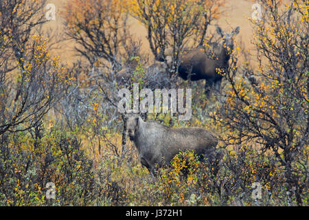 Elch (Alces Alces) zwei Kühe mit Kalb Nahrungssuche unter Weide Sträucher im Moor im Herbst, Scandinavia Stockfoto