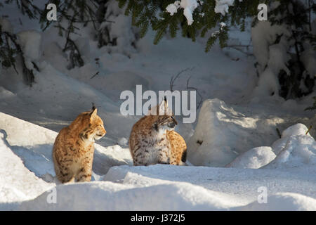 Zwei Jugendliche Eurasischen Luchs (Lynx Lynx) Jagd im Schnee im winter Stockfoto