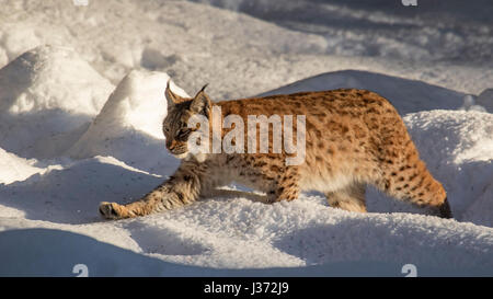 Eurasischer Luchs (Lynx Lynx) Jagd im Schnee im winter Stockfoto
