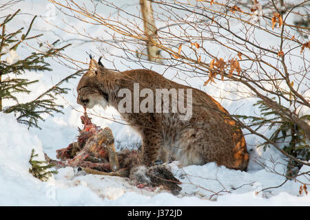 Eurasischer Luchs (Lynx Lynx) ernähren sich von getöteten Rehe im Schnee im winter Stockfoto