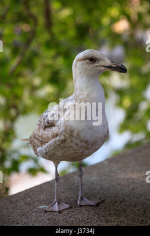 Möwe stehend durch den Fluss Tiber in Rom, Italien Stockfoto