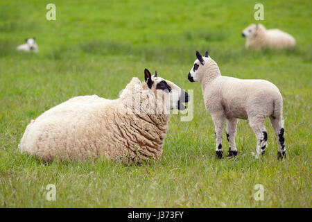 Kerry Hill Schafe Herde Mutterschaf mit Lamm Stockfoto