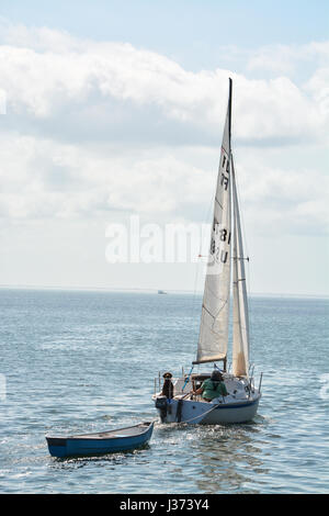 Ein Mann und sein bester Freund, ein chocolate Labrador Segeln, ziehen eine Jolle auf Tampa Bay in Saint Petersburg, Florida. Kein Modell/Property-Release Stockfoto