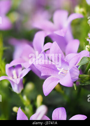 Campanula Blumentopf Stockfoto