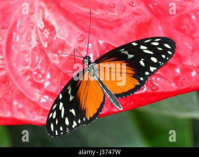 Neue Welt Aigeus oder Tiger Longwing (Heliconius Hecale) ernähren sich von einer tropischen Blumen. Aka Golden Heliconian Schmetterling, von Mexiko bis Peru gefunden. Stockfoto