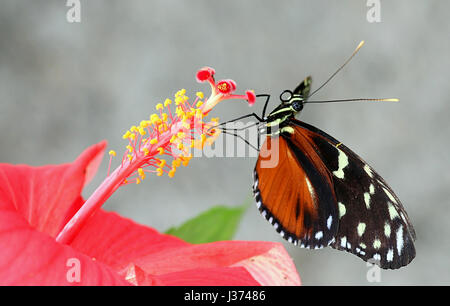 Neue Welt Aigeus oder Tiger Longwing (Heliconius Hecale) Fütterung auf eine Hibiskusblüte. Aka Golden Heliconian Schmetterling, von Mexiko bis Peru gefunden. Stockfoto