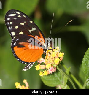 Neue Welt Aigeus oder Tiger Longwing (Heliconius Hecale) ernähren sich von einer tropischen Blumen. Aka Golden Heliconian Schmetterling, von Mexiko bis Peru gefunden. Stockfoto