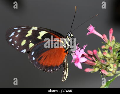 Neue Welt Aigeus oder Tiger Longwing (Heliconius Hecale) ernähren sich von einer tropischen Blumen. Aka Golden Heliconian Schmetterling, von Mexiko bis Peru gefunden. Stockfoto