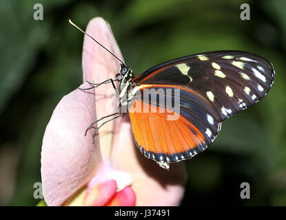 Neue Welt Aigeus oder Tiger Longwing (Heliconius Hecale) ernähren sich von einer tropischen Blumen. Aka Golden Heliconian Schmetterling, von Mexiko bis Peru gefunden. Stockfoto