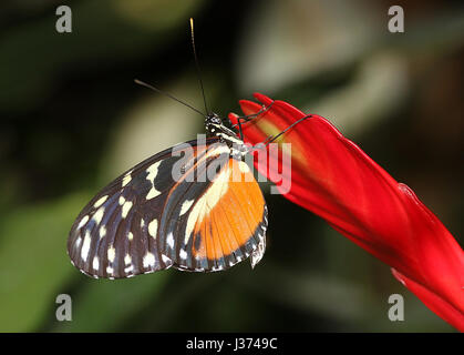 Neue Welt Aigeus oder Tiger Longwing (Heliconius Hecale) ernähren sich von einer tropischen Blumen. Aka Golden Heliconian Schmetterling, von Mexiko bis Peru gefunden. Stockfoto