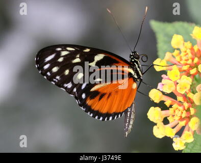 Neue Welt Aigeus oder Tiger Longwing (Heliconius Hecale) ernähren sich von einer tropischen Blumen. Aka Golden Heliconian Schmetterling, von Mexiko bis Peru gefunden. Stockfoto