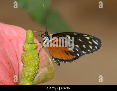 Neue Welt Aigeus oder Tiger Longwing (Heliconius Hecale) ernähren sich von einer tropischen Blumen. Aka Golden Heliconian Schmetterling, von Mexiko bis Peru gefunden. Stockfoto