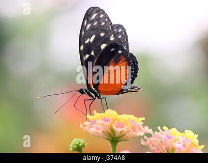 Neue Welt Aigeus oder Tiger Longwing (Heliconius Hecale) ernähren sich von einer tropischen Blumen. Aka Golden Heliconian Schmetterling, von Mexiko bis Peru gefunden. Stockfoto