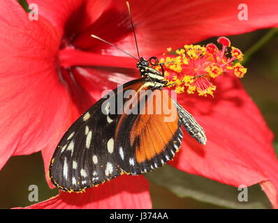 Neue Welt Aigeus oder Tiger Longwing (Heliconius Hecale) Fütterung auf eine Hibiskusblüte. Aka Golden Heliconian Schmetterling, von Mexiko bis Peru gefunden. Stockfoto