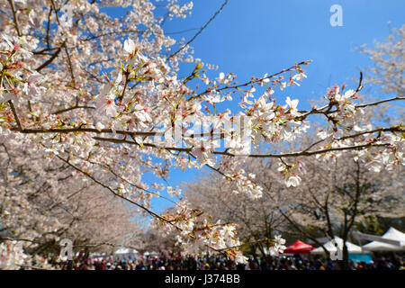 Tausende genießen kultige Elemente der japanischen Kultur unter abgebildeten Perfekte Wetterbedingungen während der 20. jährlichen Cherry Blossom Festival in Fa Stockfoto