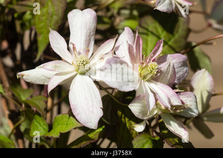 Blass rosa, halbgefüllt Frühlingsblumen der ausgewählten Form der sommergrüne Kletterpflanze, Clematis Montana "Marjorie" Stockfoto