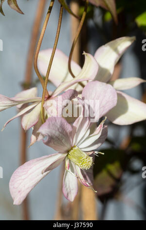 Blass rosa, halbgefüllt Frühlingsblumen der ausgewählten Form der sommergrüne Kletterpflanze, Clematis Montana "Marjorie" Stockfoto