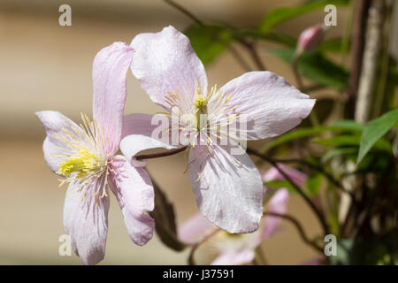 Blass rosa Frühlingsblumen der ausgewählten Form der sommergrüne Kletterpflanze, Clematis Montana 'Pink Perfektion' Stockfoto