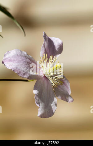 Blass rosa Frühlingsblumen der ausgewählten Form der sommergrüne Kletterpflanze, Clematis Montana 'Pink Perfektion' Stockfoto