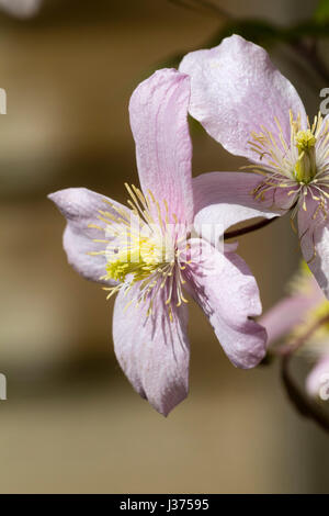 Blass rosa Frühlingsblumen der ausgewählten Form der sommergrüne Kletterpflanze, Clematis Montana 'Pink Perfektion' Stockfoto