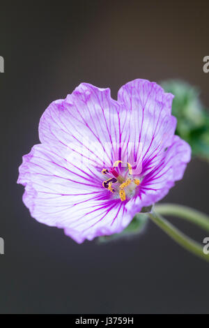 Lila gestreift rosa Blume der kompakte winterharte Geranie, Geranie X cinereum "Sophie" Stockfoto