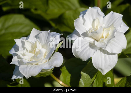 Weiße Blüte und Knospe blühenden Doppelfeder Woodlander, Trillium Grandiflorum "Snow Bunting", die Wake robin Stockfoto