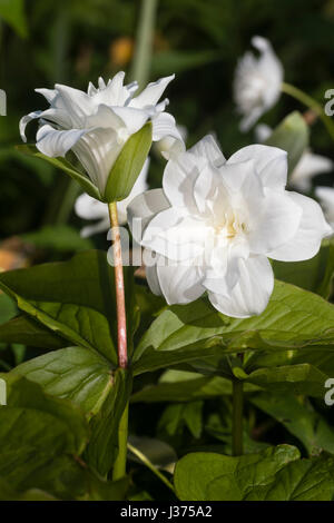 Weiße Blüte und Knospe blühenden Doppelfeder Woodlander, Trillium Grandiflorum "Snow Bunting", die Wake robin Stockfoto