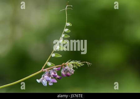 Busch-Wicke (Vicia Sepium) Pflanze in Blüte. Markante lila Mitglied der Erbse Familie (Fabaceae), anzeigen, Broschüren, Blumen und Ranken Stockfoto